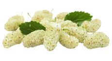 White Mulberry